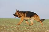 BERGER ALLEMAND 893